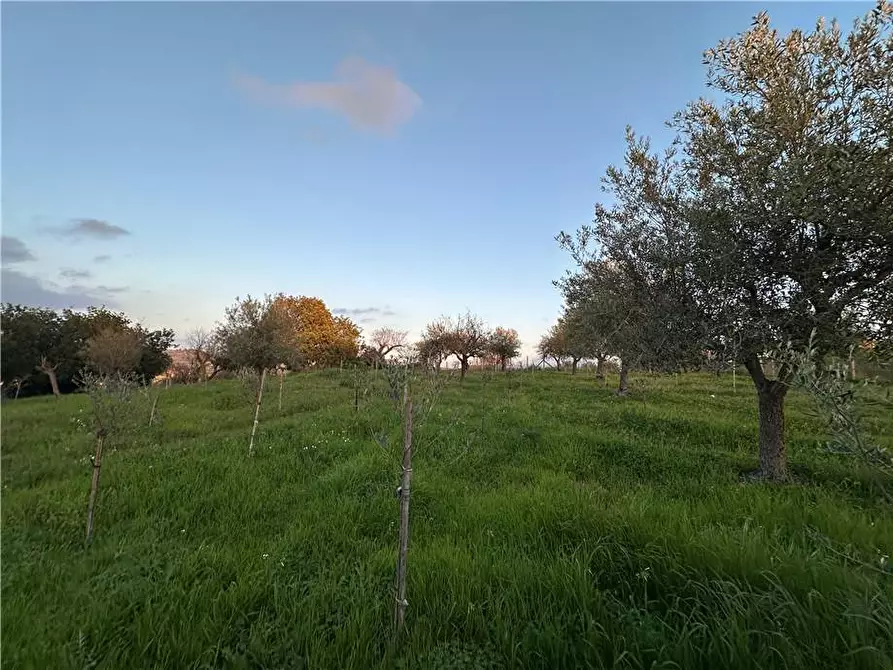 Immagine 8 di Terreno in vendita  in Loc. Contrada Cocca, s.n. a Noto