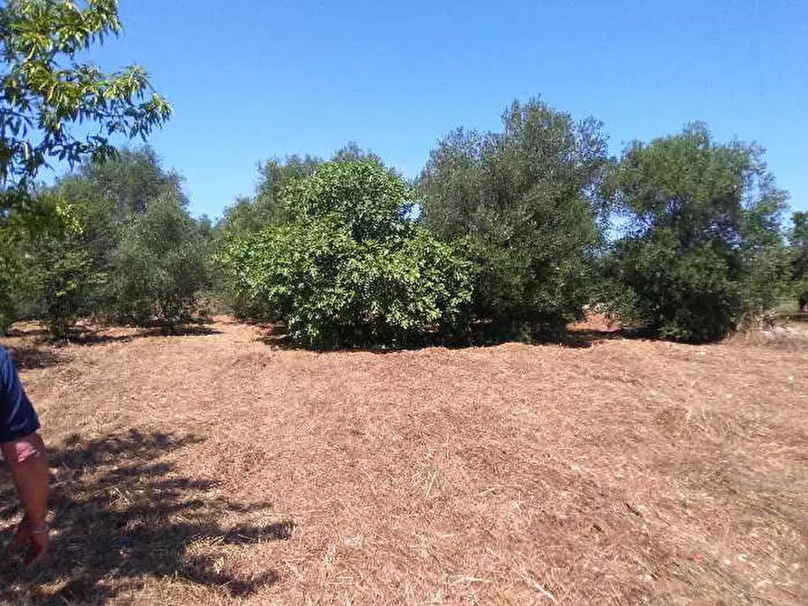 Immagine 3 di Terreno in vendita  in Via S.P. 74 CAPURSO VALENZANO a Valenzano