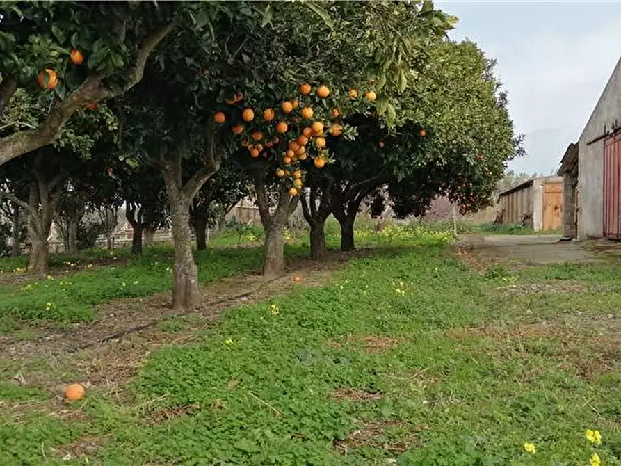 Immagine 4 di Azienda agricola in vendita  a Nurachi