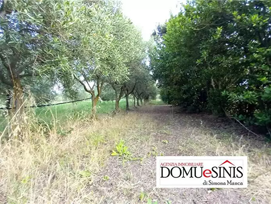 Immagine 2 di Terreno in vendita  a Milis