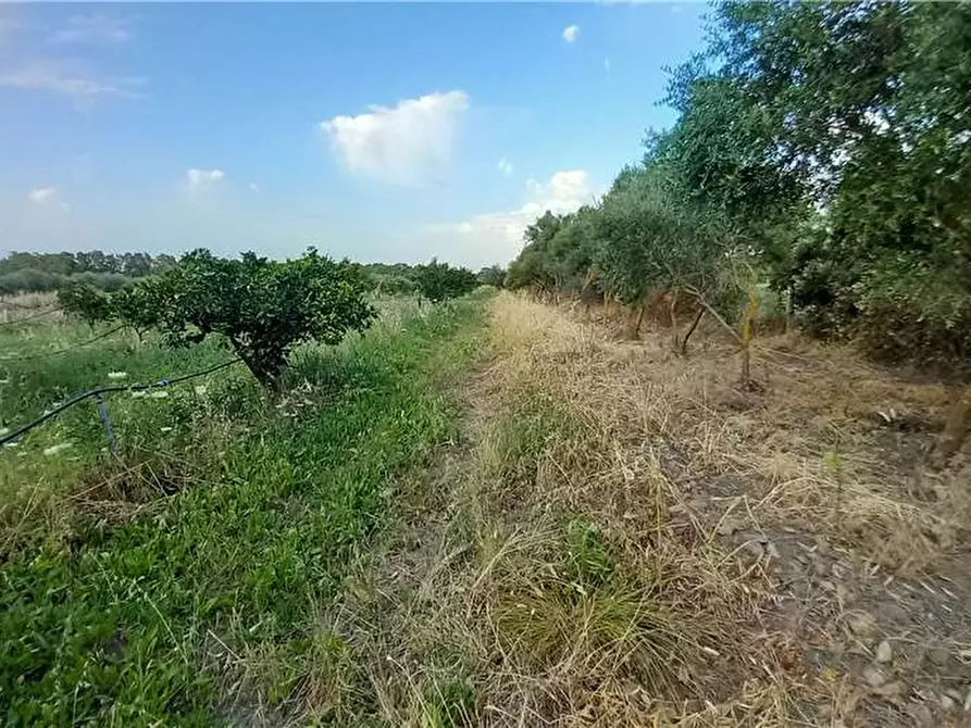 Immagine 11 di Terreno in vendita  a Milis