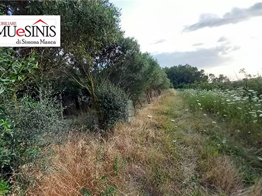 Immagine 7 di Terreno in vendita  a Milis