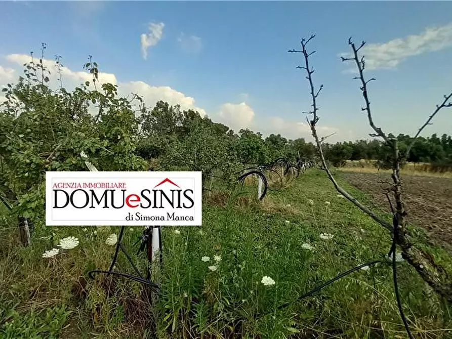 Immagine 8 di Terreno in vendita  a Milis