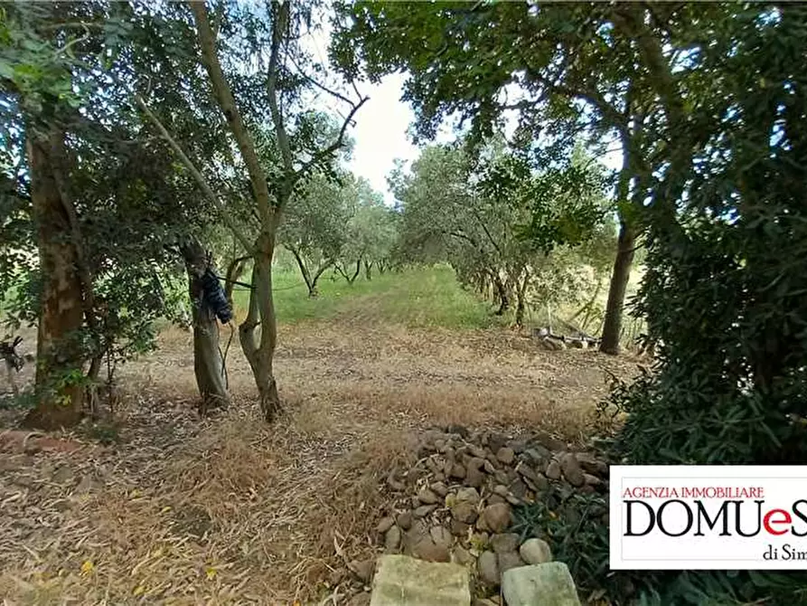 Immagine 3 di Terreno in vendita  a Milis