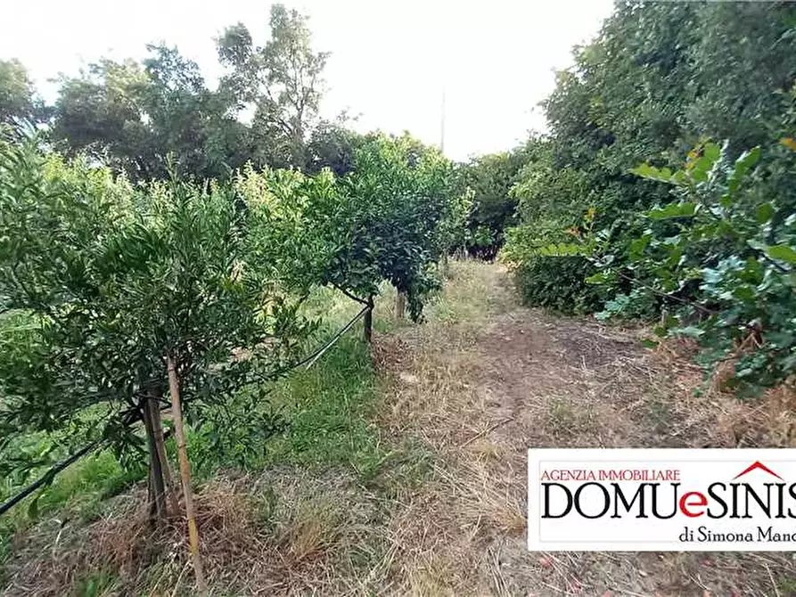 Immagine 5 di Terreno in vendita  a Milis