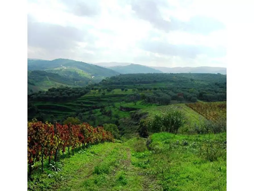 Immagine 3 di Terreno in vendita  a Barile