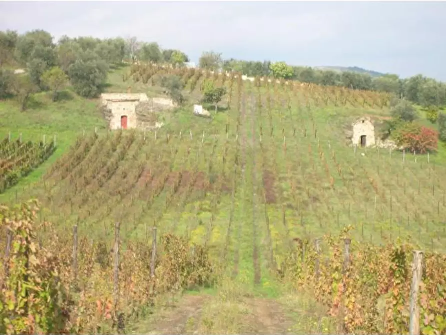 Immagine 4 di Terreno in vendita  a Barile