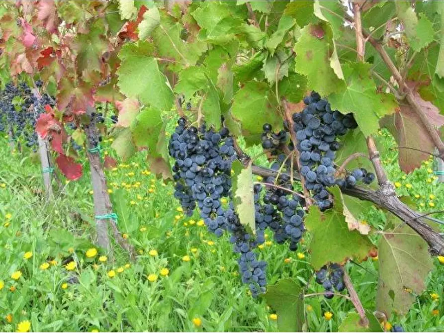 Immagine 5 di Terreno in vendita  a Barile