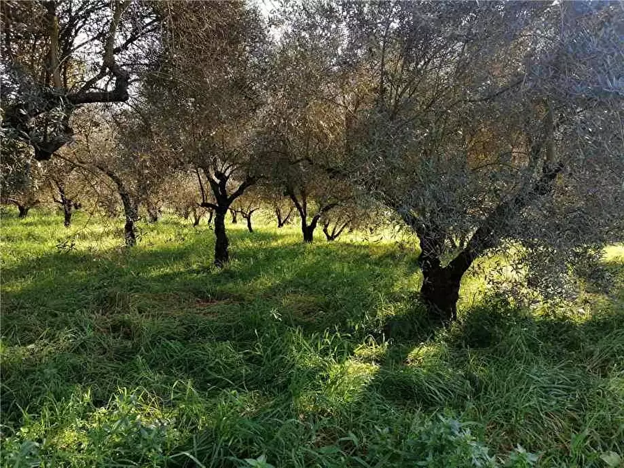 Immagine 5 di Rustico / casale in vendita  a Pontecorvo