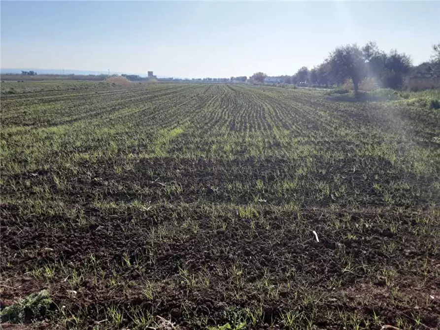 Immagine 7 di Terreno in vendita  a Sannicandro Garganico