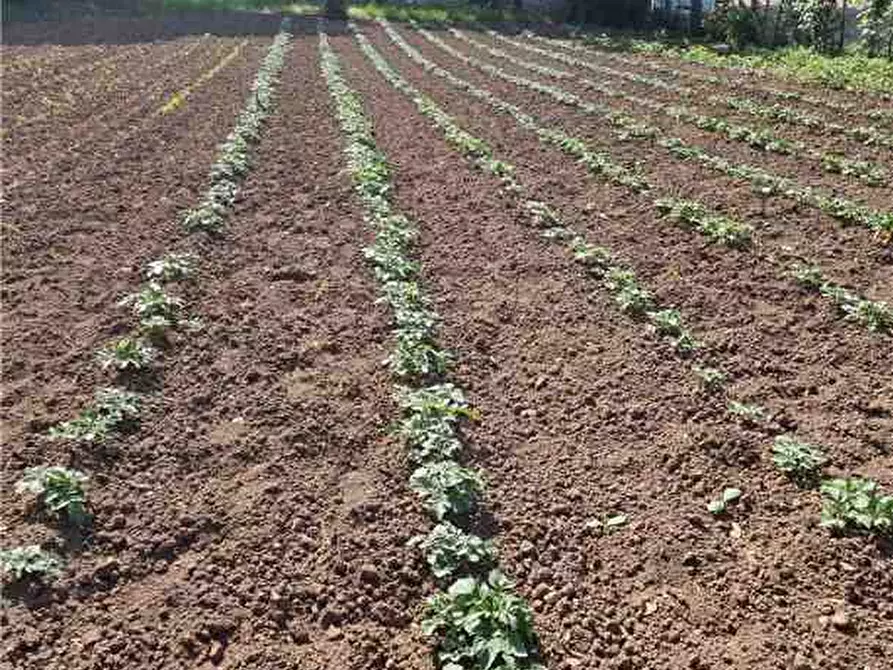 Immagine 9 di Terreno in vendita  a Sannicandro Garganico