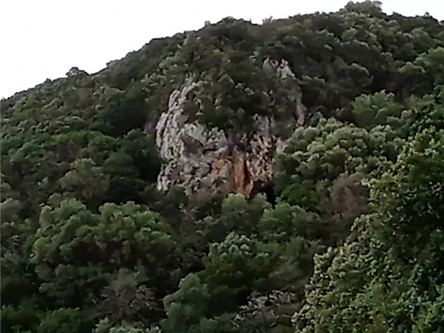 Immagine 7 di Terreno in vendita  a Sannicandro Garganico