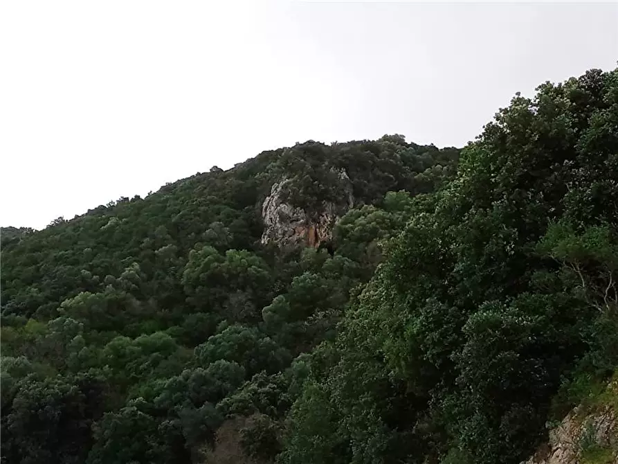 Immagine 9 di Terreno in vendita  a Sannicandro Garganico