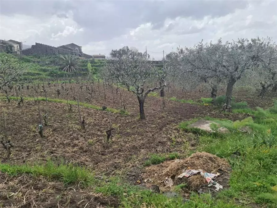 Immagine 9 di Villa in vendita  in Loc. Passopisciaro a Castiglione Di Sicilia