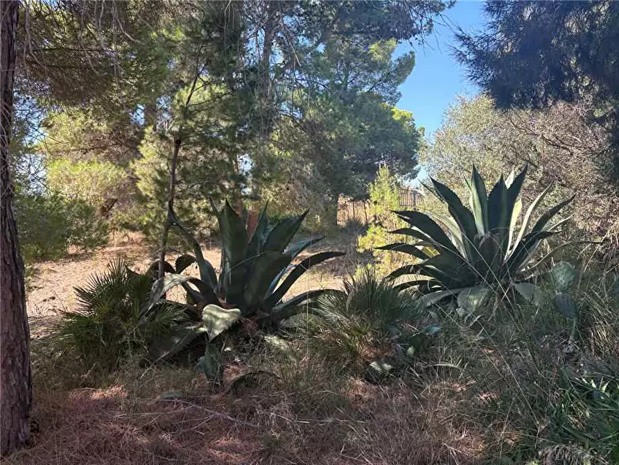 Immagine 11 di Rustico / casale in vendita  in Loc. STRADA VICINALE DEL MOSTO a Casteldaccia