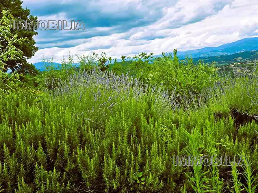 Immagine 36 di Rustico / casale in vendita  a Monterchi
