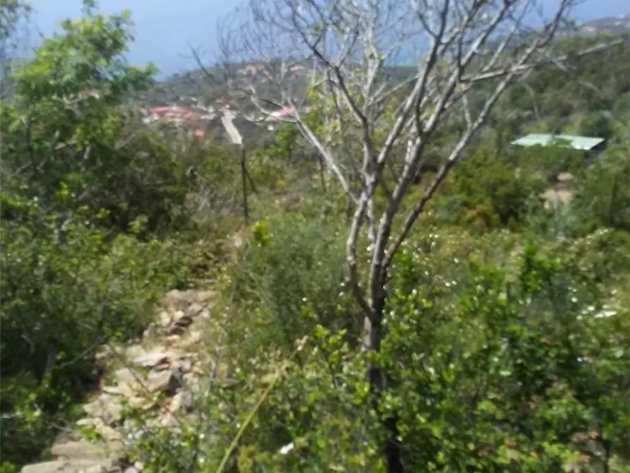 Immagine 9 di Terreno in vendita  a Capoliveri