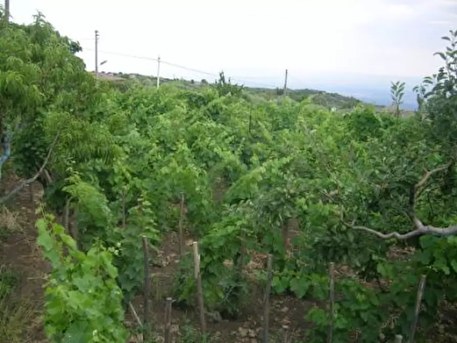 Immagine 9 di Villa in vendita  in Via cavaliere bosco a Santa Maria Di Licodia