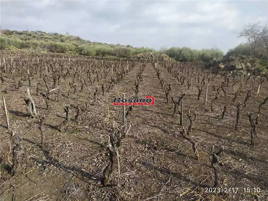 Immagine 6 di Terreno in vendita  in Loc. VIGNE a Biancavilla