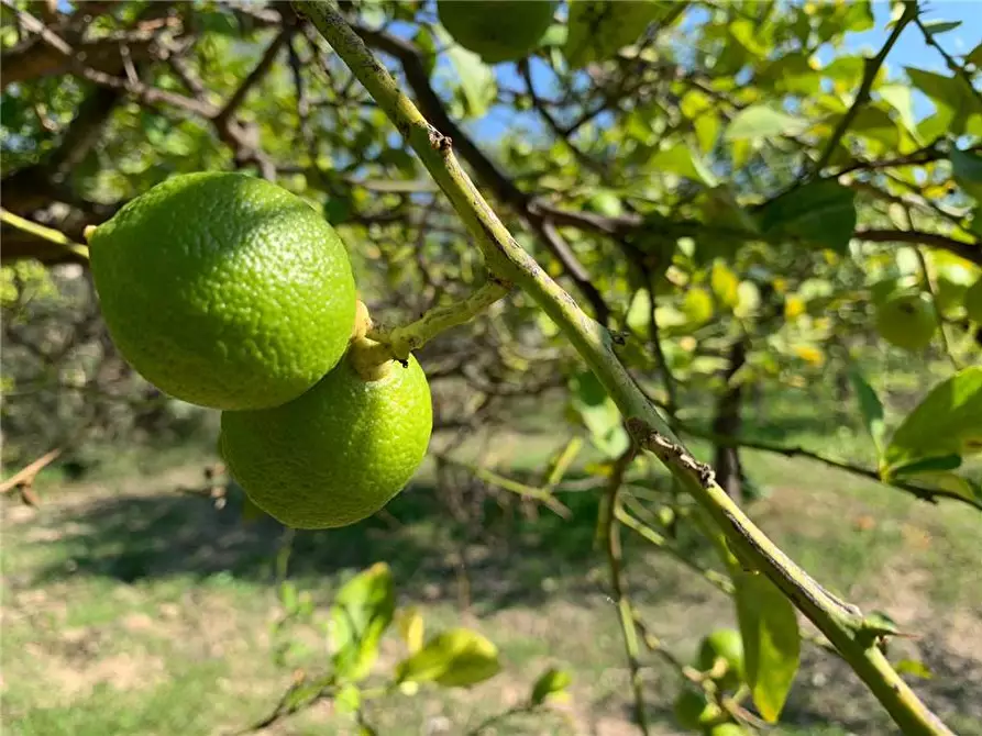 Immagine 13 di Terreno in vendita  in Loc. CDA CAPPELLO a Noto