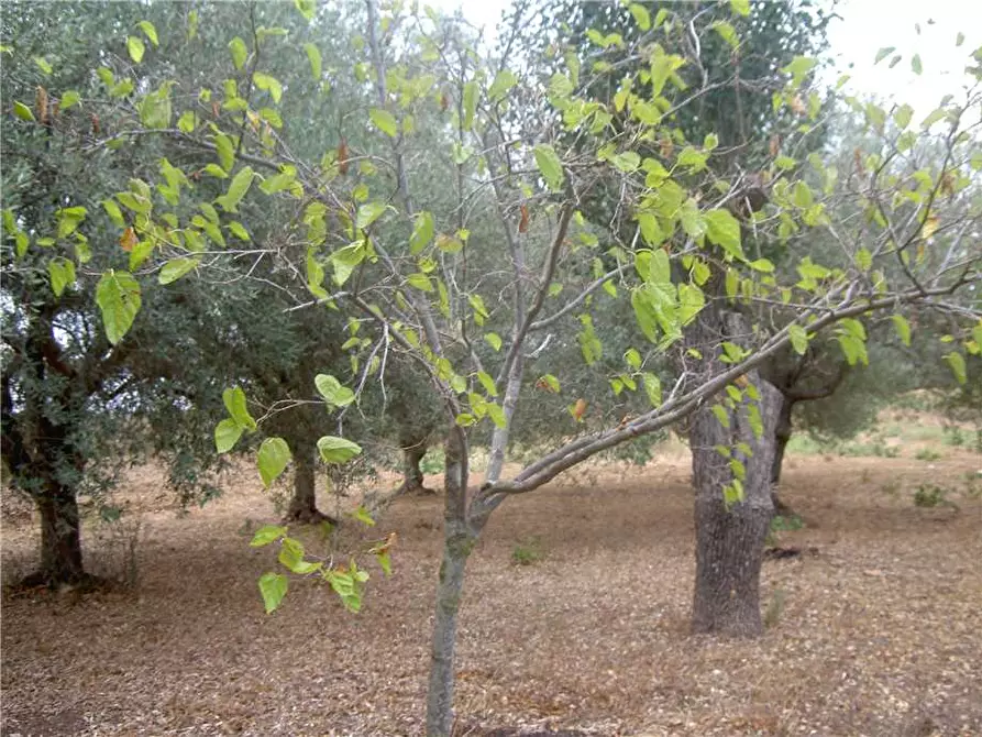 Immagine 17 di Terreno in vendita  in Loc. CDA BENUINI, SN a Noto