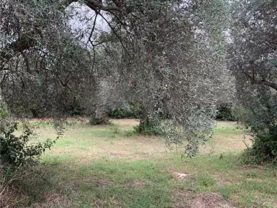 Immagine 9 di Terreno in vendita  in Loc. Piano Milo, sn a Noto