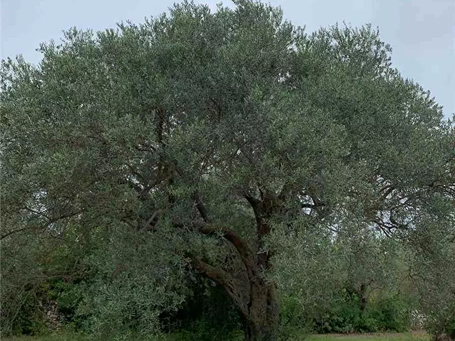 Immagine 11 di Terreno in vendita  in Loc. Piano Milo, sn a Noto