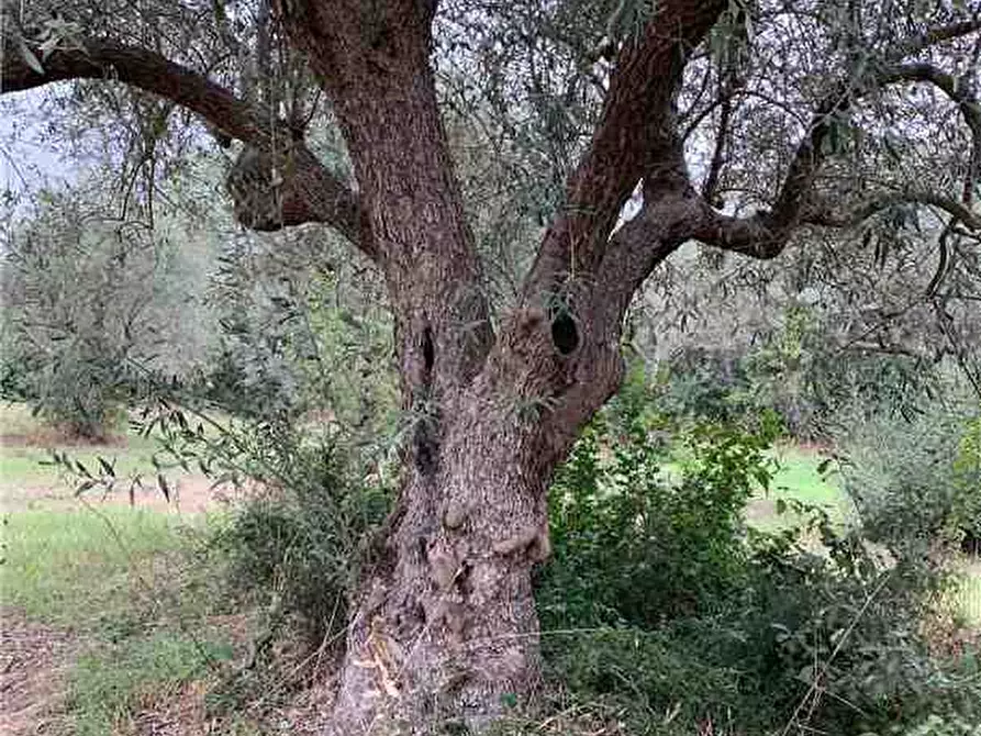 Immagine 12 di Terreno in vendita  in Loc. Piano Milo, sn a Noto