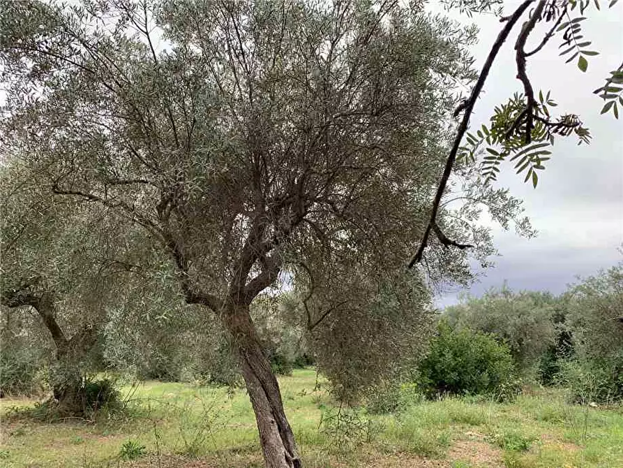 Immagine 13 di Terreno in vendita  in Loc. Piano Milo, sn a Noto