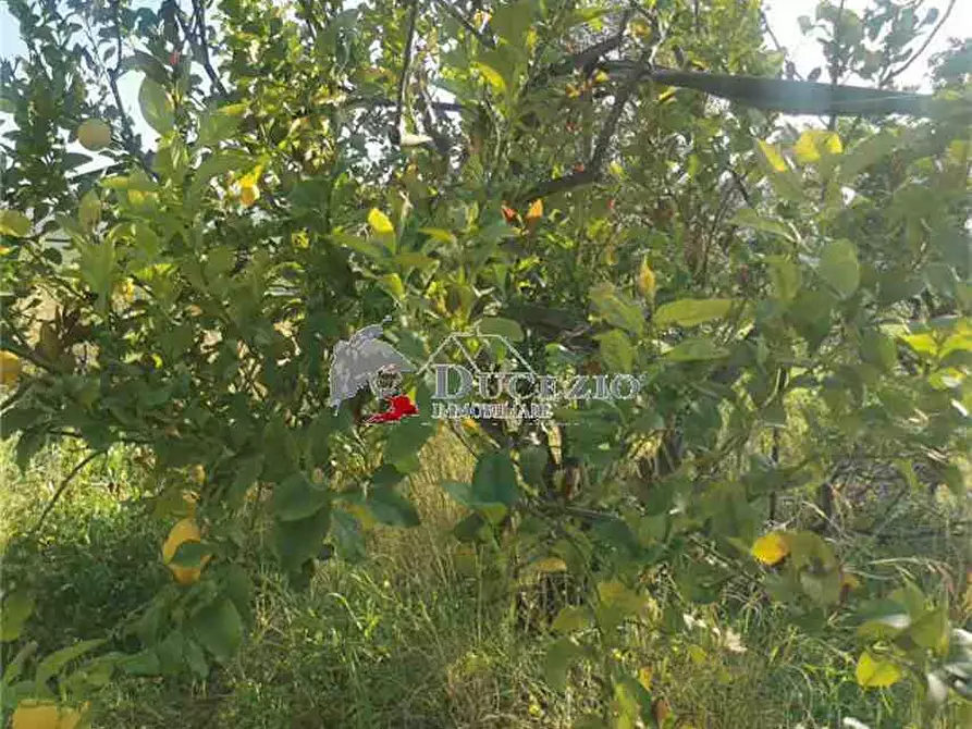 Immagine 18 di Terreno in vendita  in Loc. San Paolo, SN a Noto