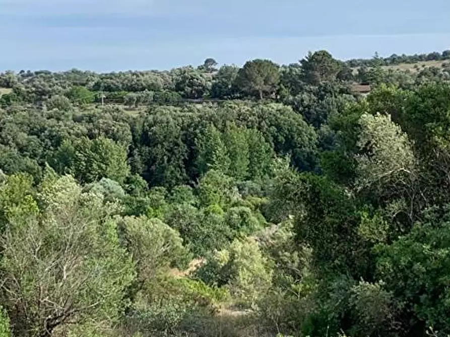 Immagine 13 di Terreno in vendita  in Loc. C/da Manghisi, s.n. a Noto