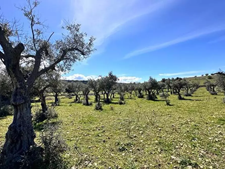 Immagine 20 di Terreno in vendita  in Loc. C/DA Masca, s.n. a Ferla