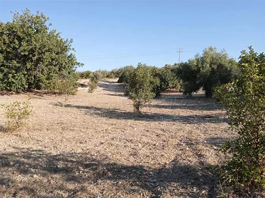 Immagine 10 di Terreno in vendita  in Loc. C/da Tre Maiali, s.n. a Noto