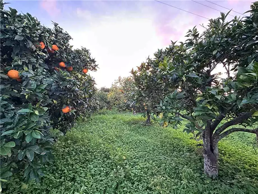 Immagine 11 di Terreno in vendita  in Loc. Contrada Cocca, s.n. a Noto