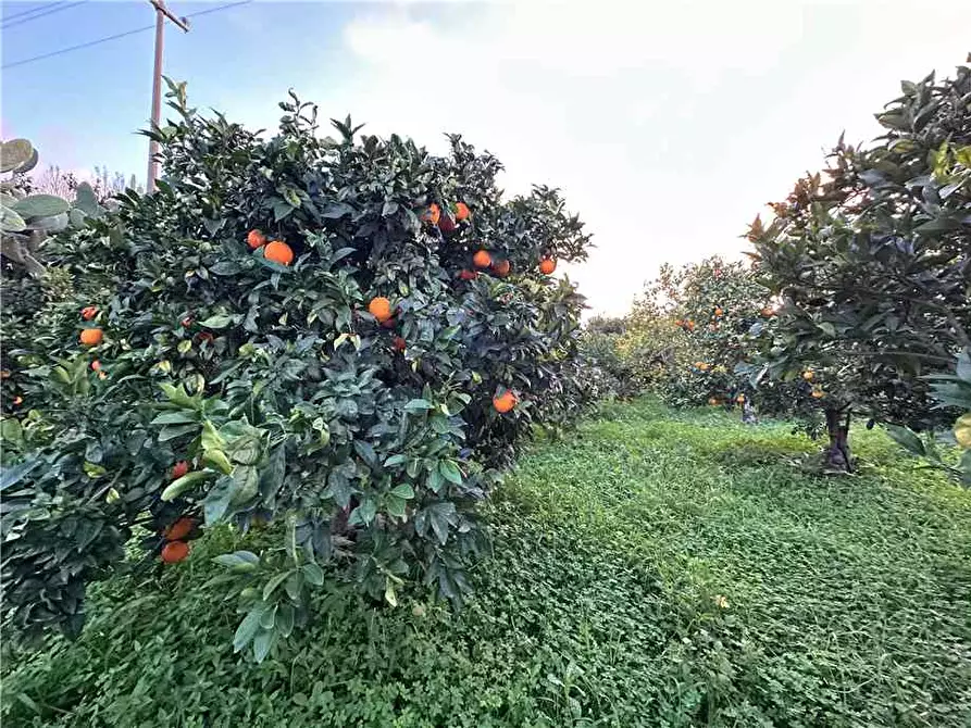 Immagine 14 di Terreno in vendita  in Loc. Contrada Cocca, s.n. a Noto