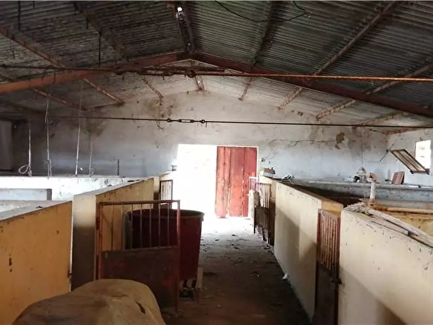 Immagine 6 di Azienda agricola in vendita  a Nurachi