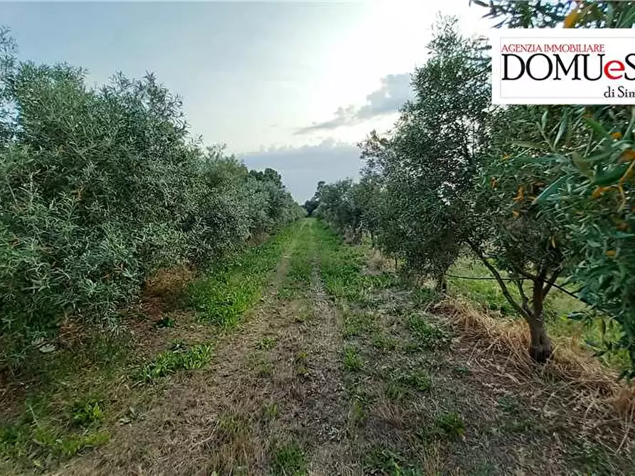 Immagine 13 di Terreno in vendita  a Milis