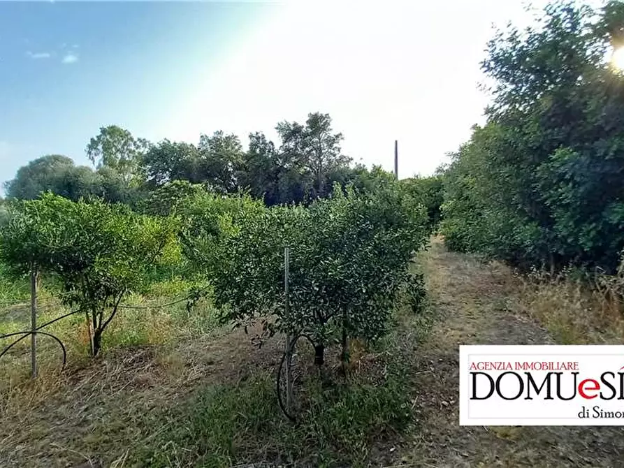 Immagine 7 di Terreno in vendita  a Milis