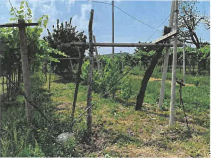 Terreno in vendita a Montecchia Di Crosara