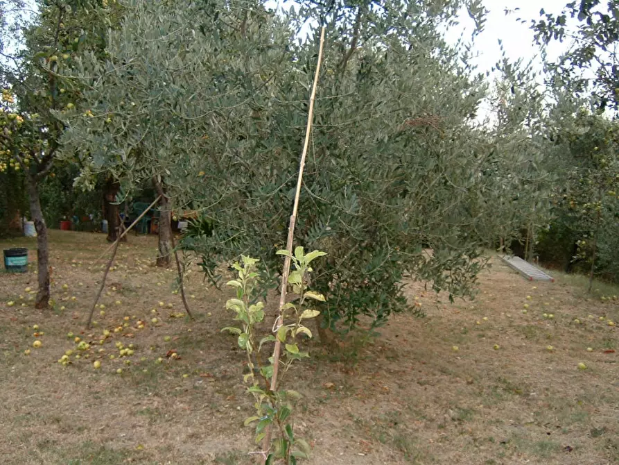 Immagine 6 di Casa indipendente in vendita  a Senigallia