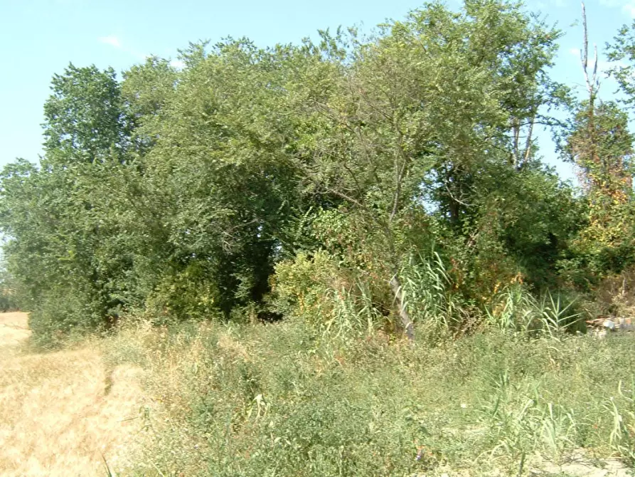 Immagine 5 di Rustico / casale in vendita  a Trecastelli