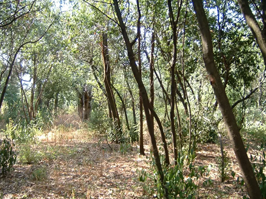 Immagine 6 di Rustico / casale in vendita  a Montemarciano