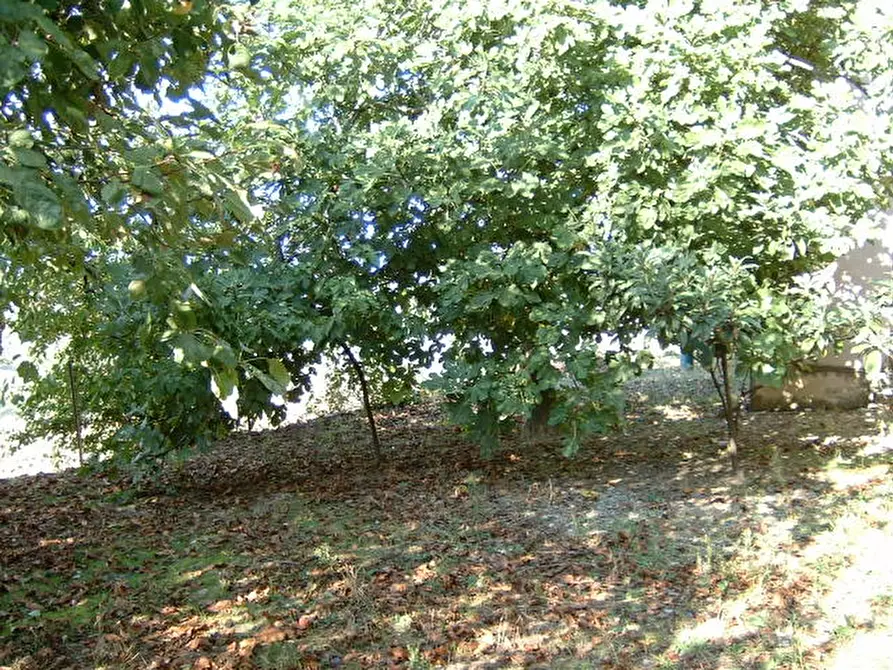 Immagine 10 di Rustico / casale in vendita  a Ostra