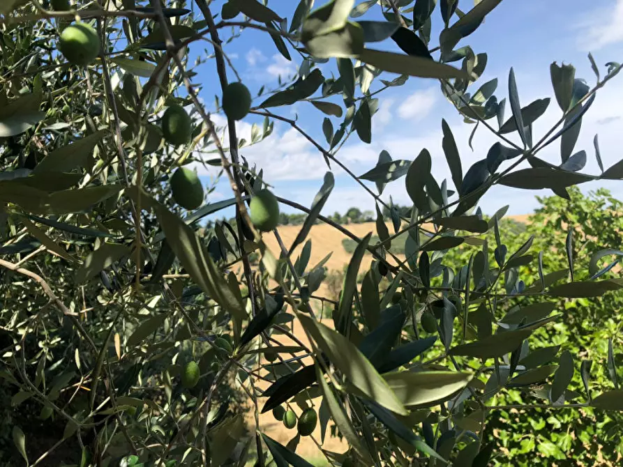 Immagine 5 di Rustico / casale in vendita  a Morro D'alba