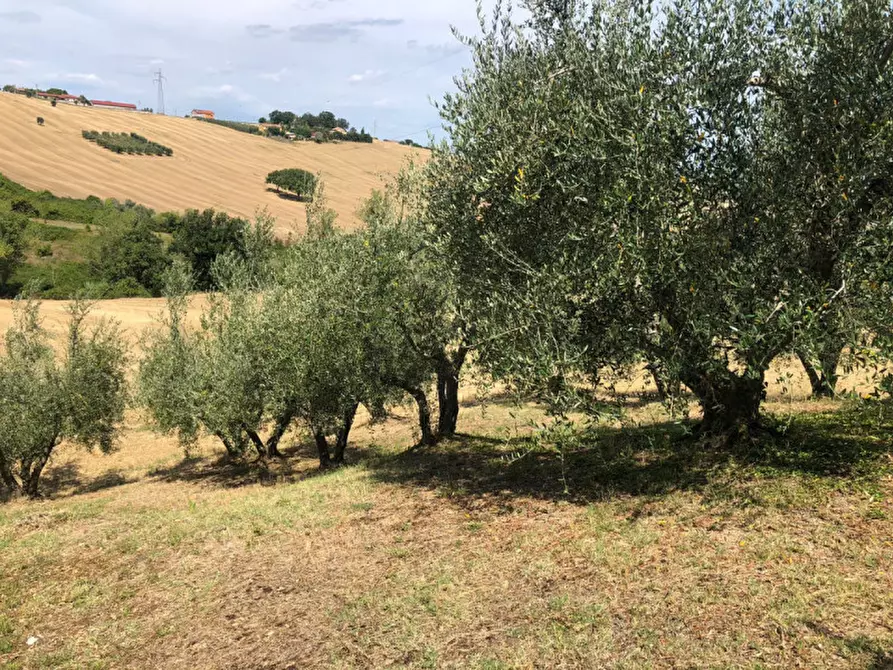 Immagine 6 di Rustico / casale in vendita  a Morro D'alba