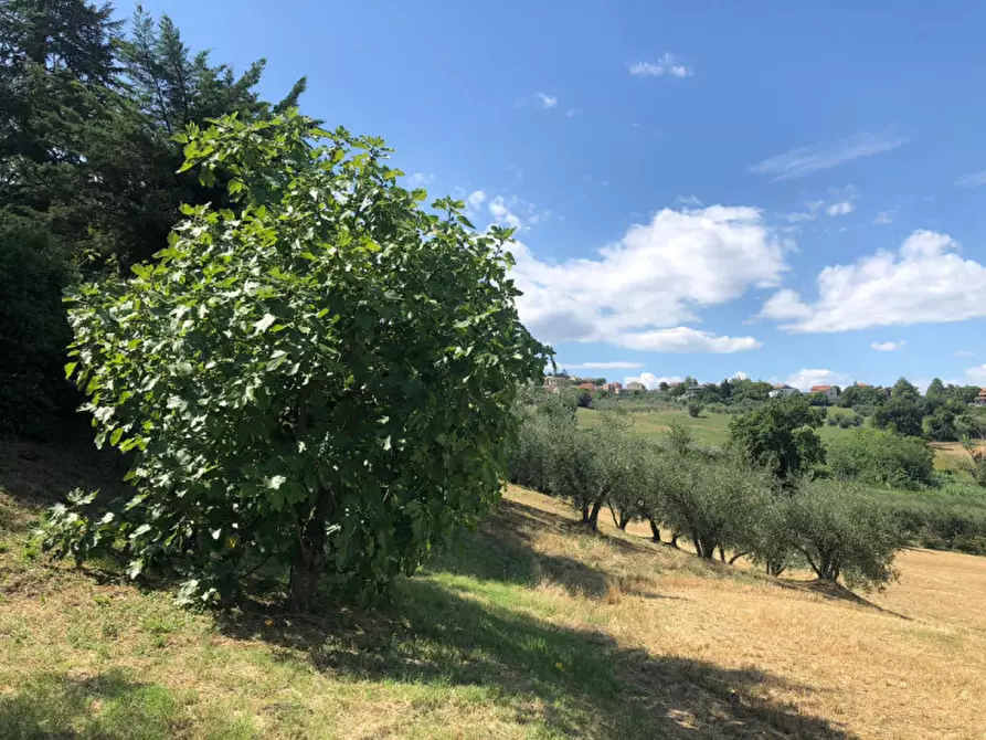 Immagine 10 di Rustico / casale in vendita  a Morro D'alba