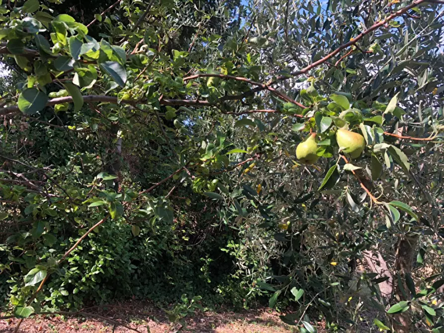 Immagine 11 di Rustico / casale in vendita  a Morro D'alba