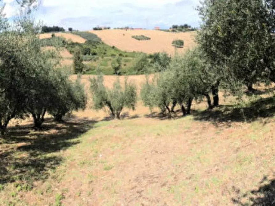 Immagine 14 di Rustico / casale in vendita  a Morro D'alba