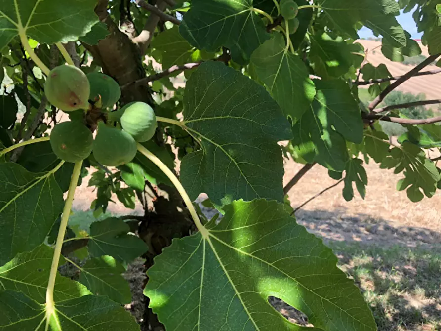Immagine 17 di Rustico / casale in vendita  a Morro D'alba