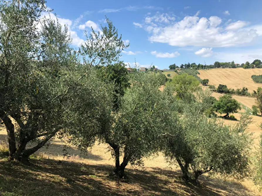 Immagine 18 di Rustico / casale in vendita  a Morro D'alba